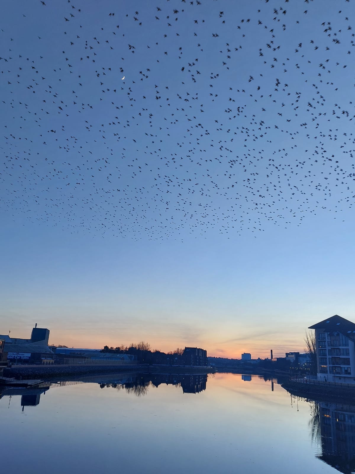 Photo of starlings over the Albert Bridge in Belfast